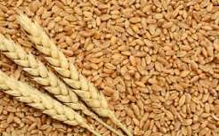 Wheat